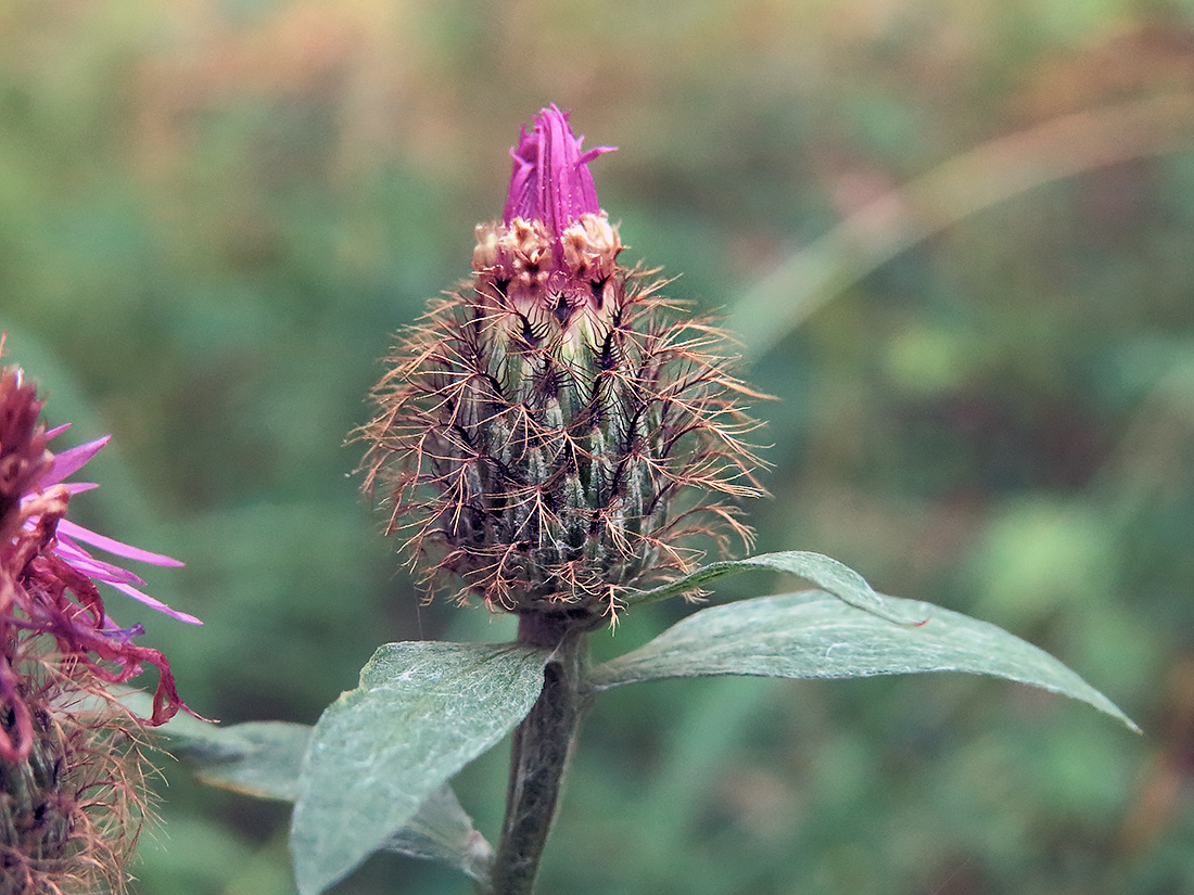 Изображение особи Centaurea pseudophrygia.