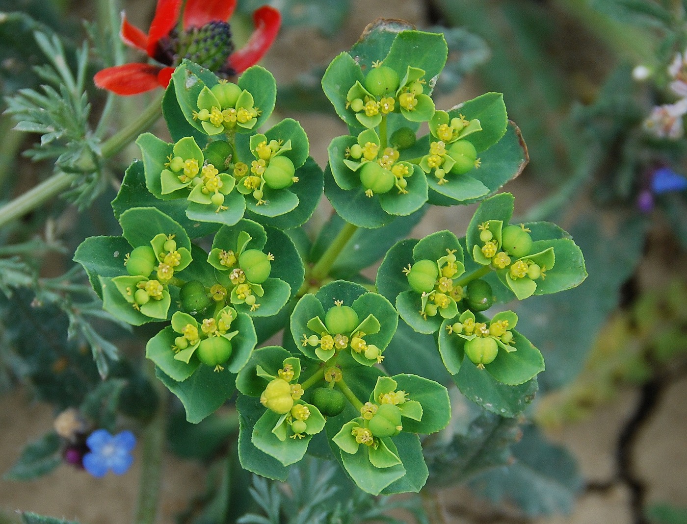 Image of Euphorbia helioscopia specimen.