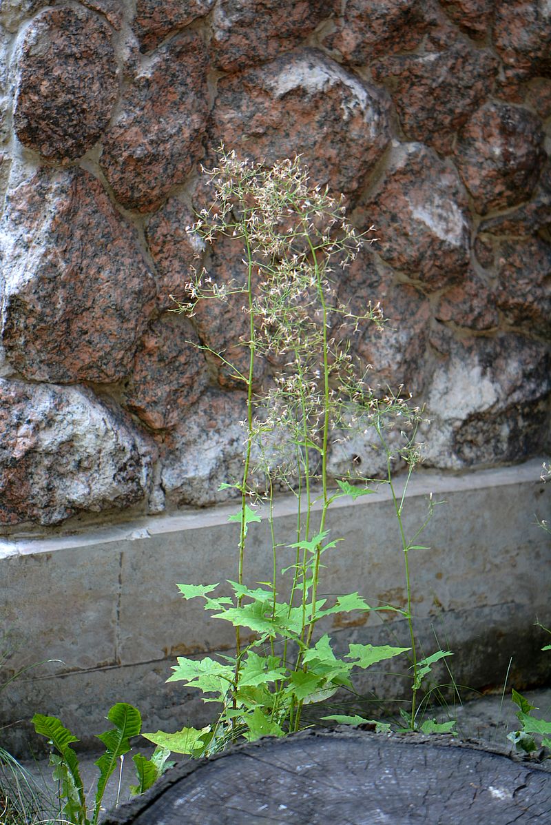 Image of Mycelis muralis specimen.