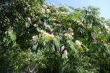 Albizia julibrissin. Крона цветущего дерева. Южный берег Крыма, г. Алушта, в культуре. 18.07.2021.