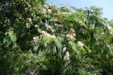 Albizia julibrissin