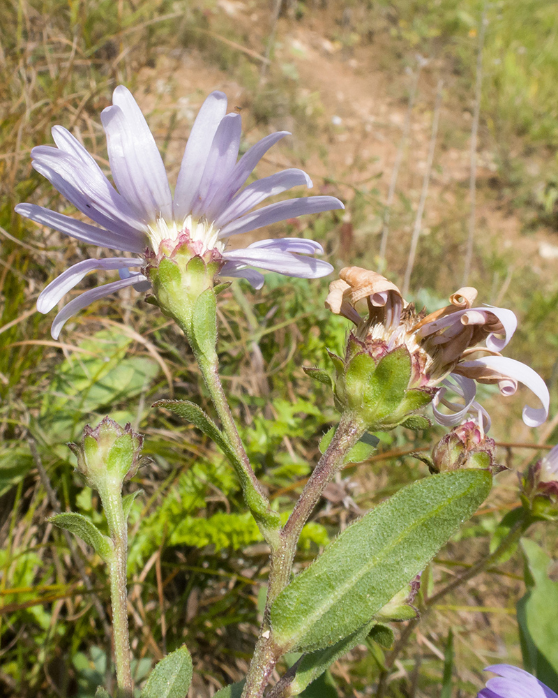 Image of Aster bessarabicus specimen.