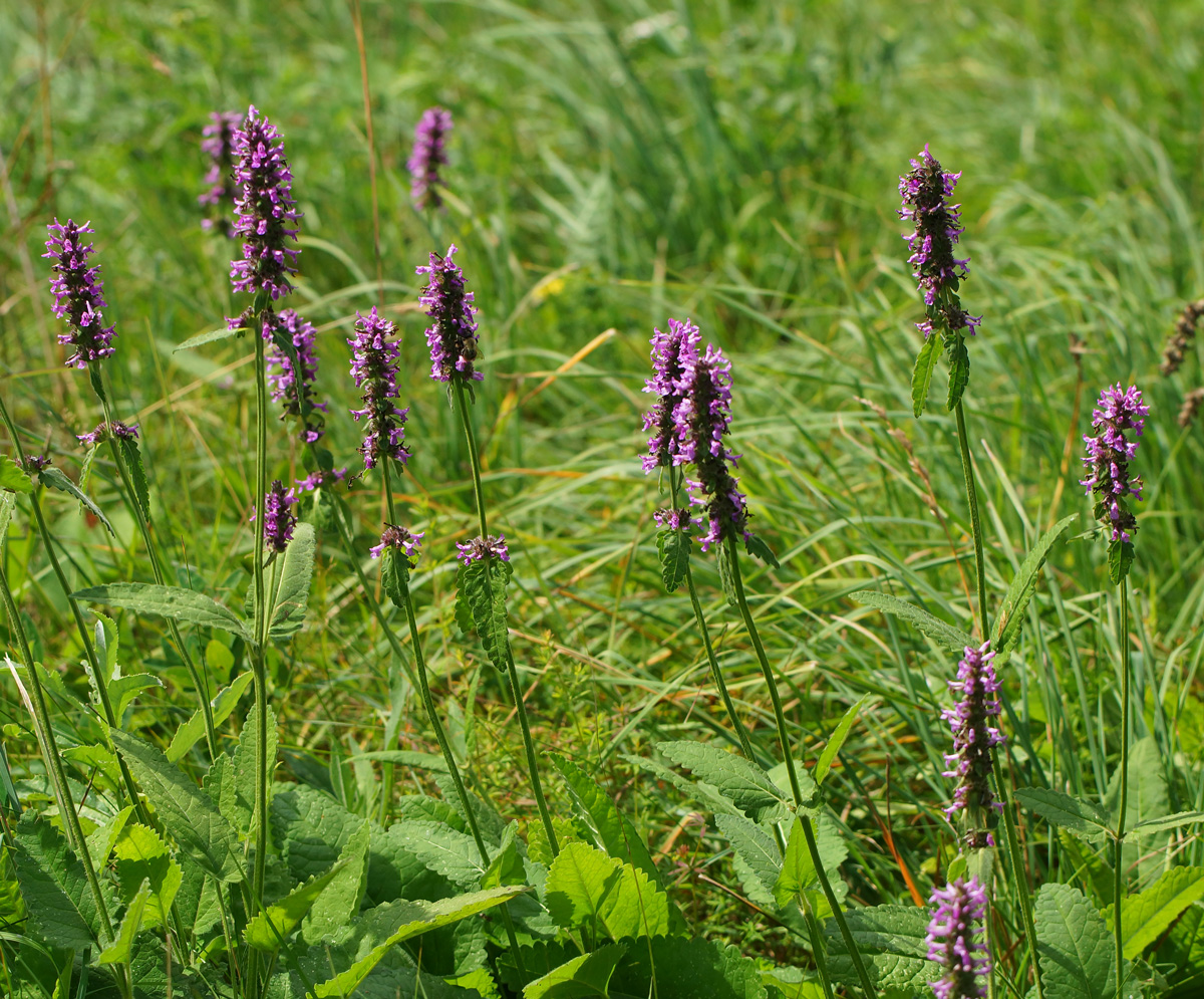 Image of Betonica officinalis specimen.