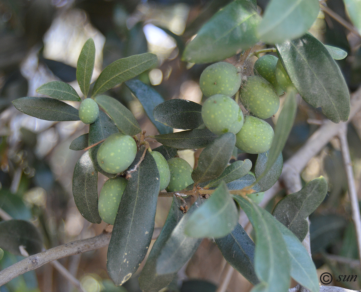 Image of Olea europaea specimen.