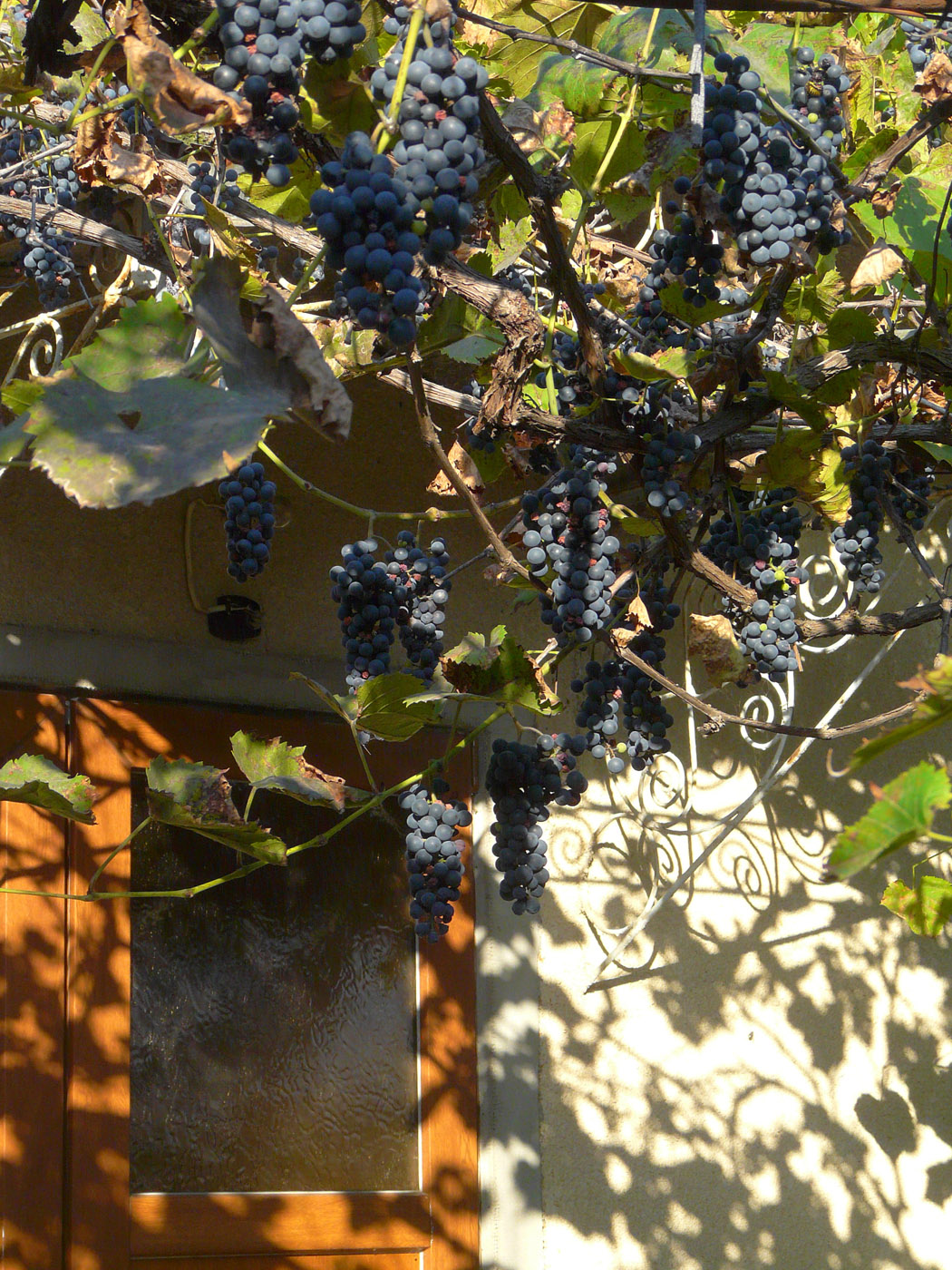 Image of Vitis × bacoi specimen.