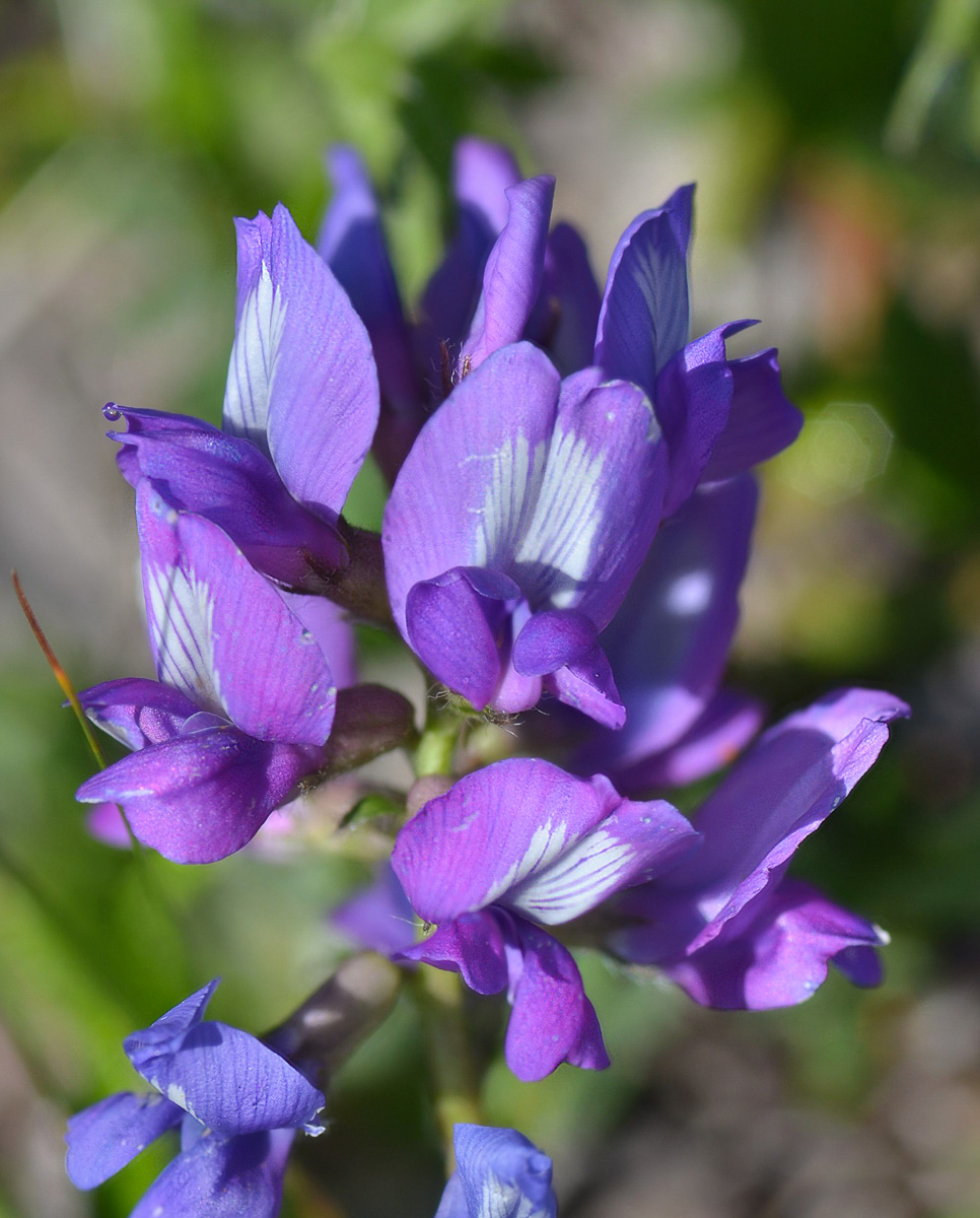 Image of Oxytropis owerinii specimen.