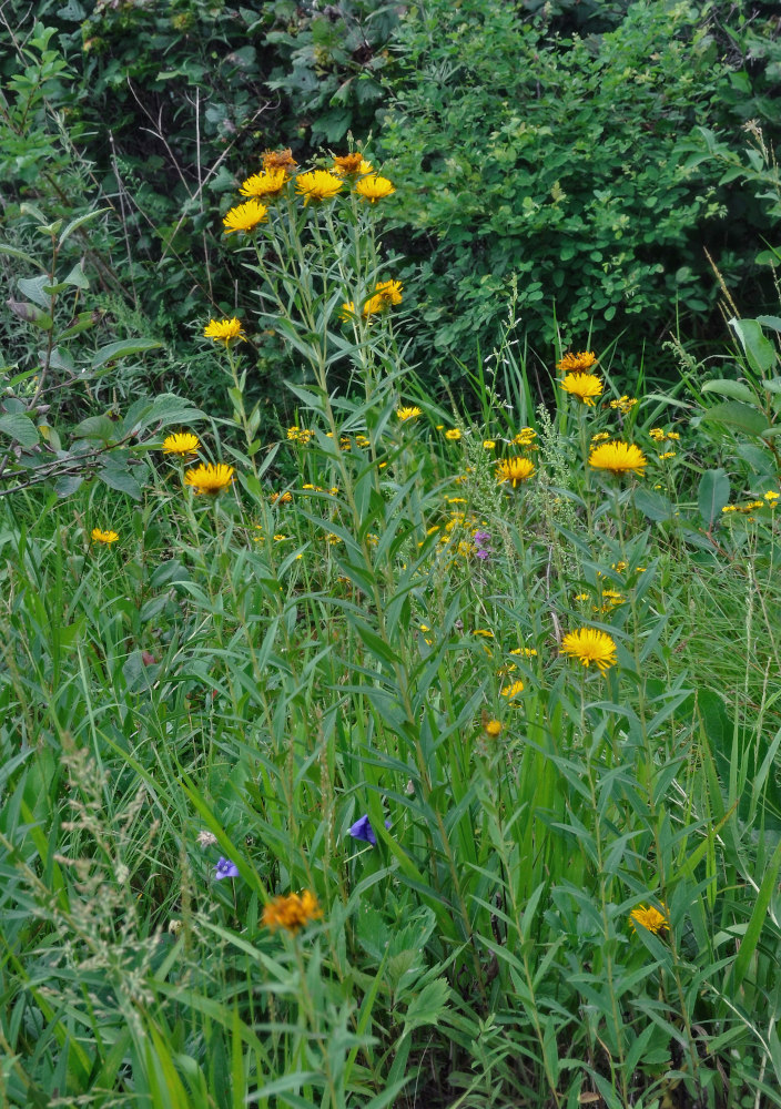 Image of Inula japonica specimen.