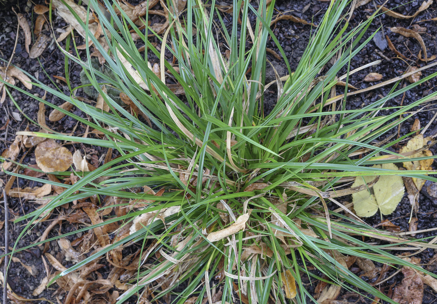 Image of Carex oshimensis specimen.