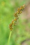 Carex vulpina. Соцветие. Республика Татарстан, Агрызский р-н. 05.06.2010.