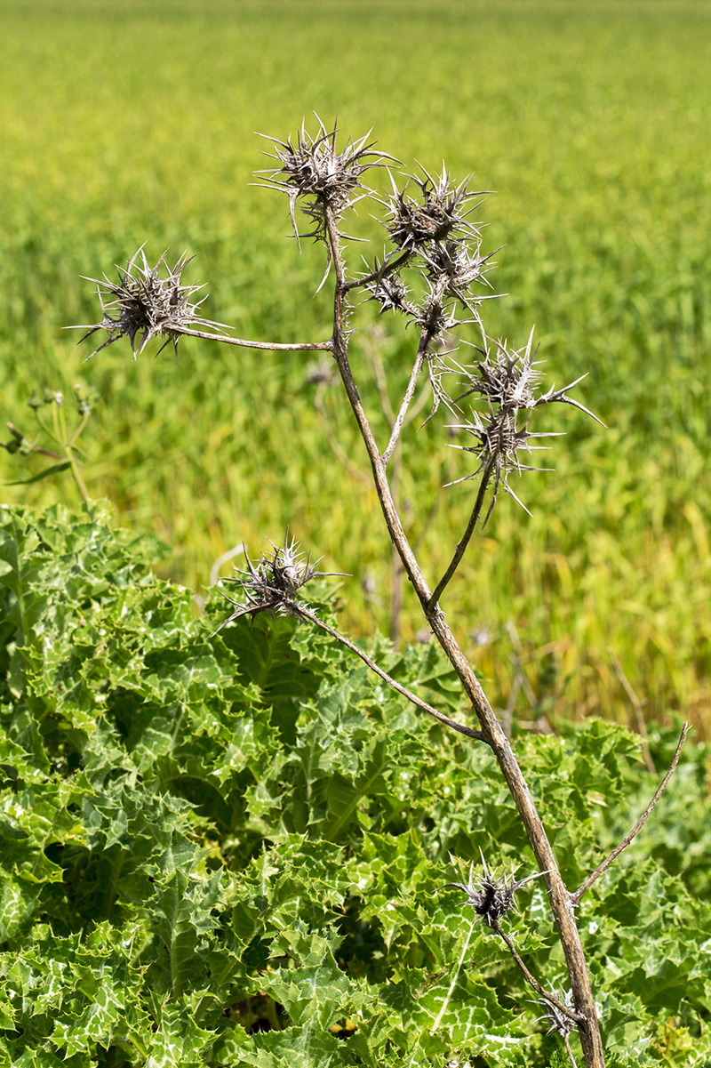 Изображение особи Scolymus maculatus.