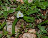 Ornithogalum montanum