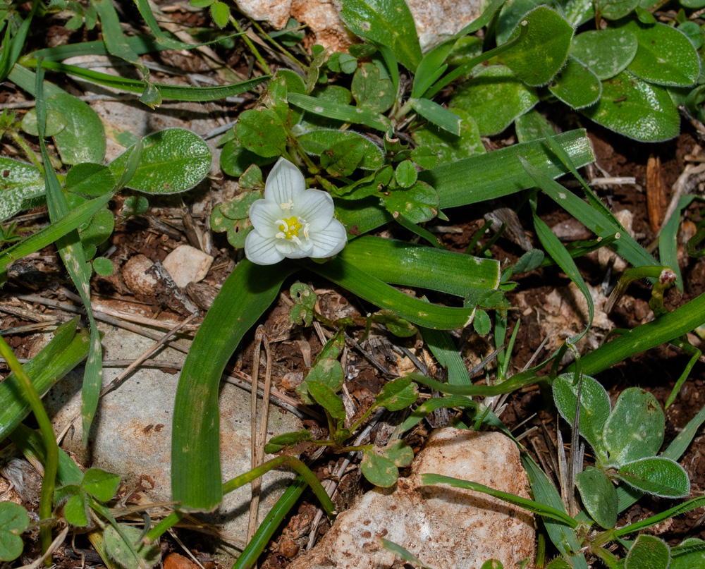 Изображение особи Ornithogalum montanum.