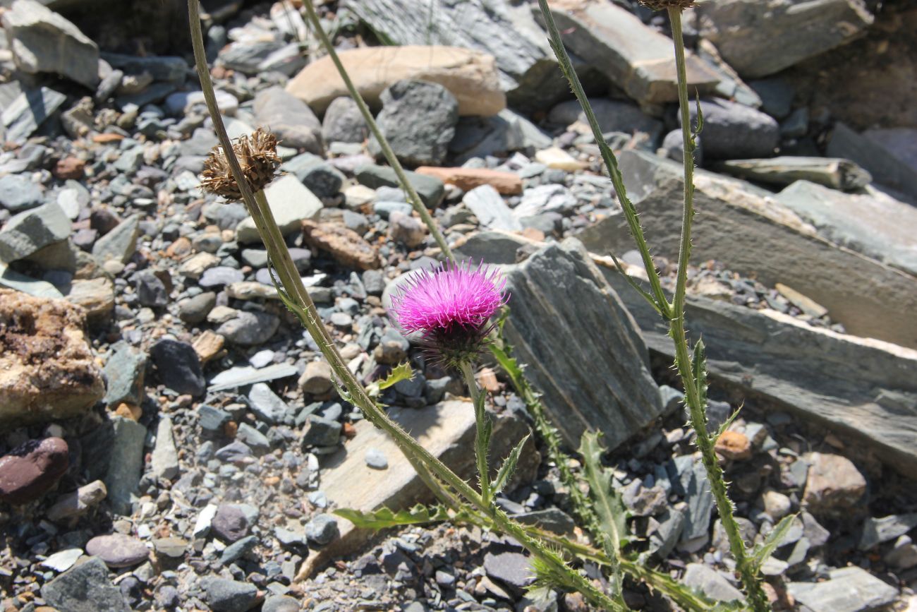 Image of genus Carduus specimen.