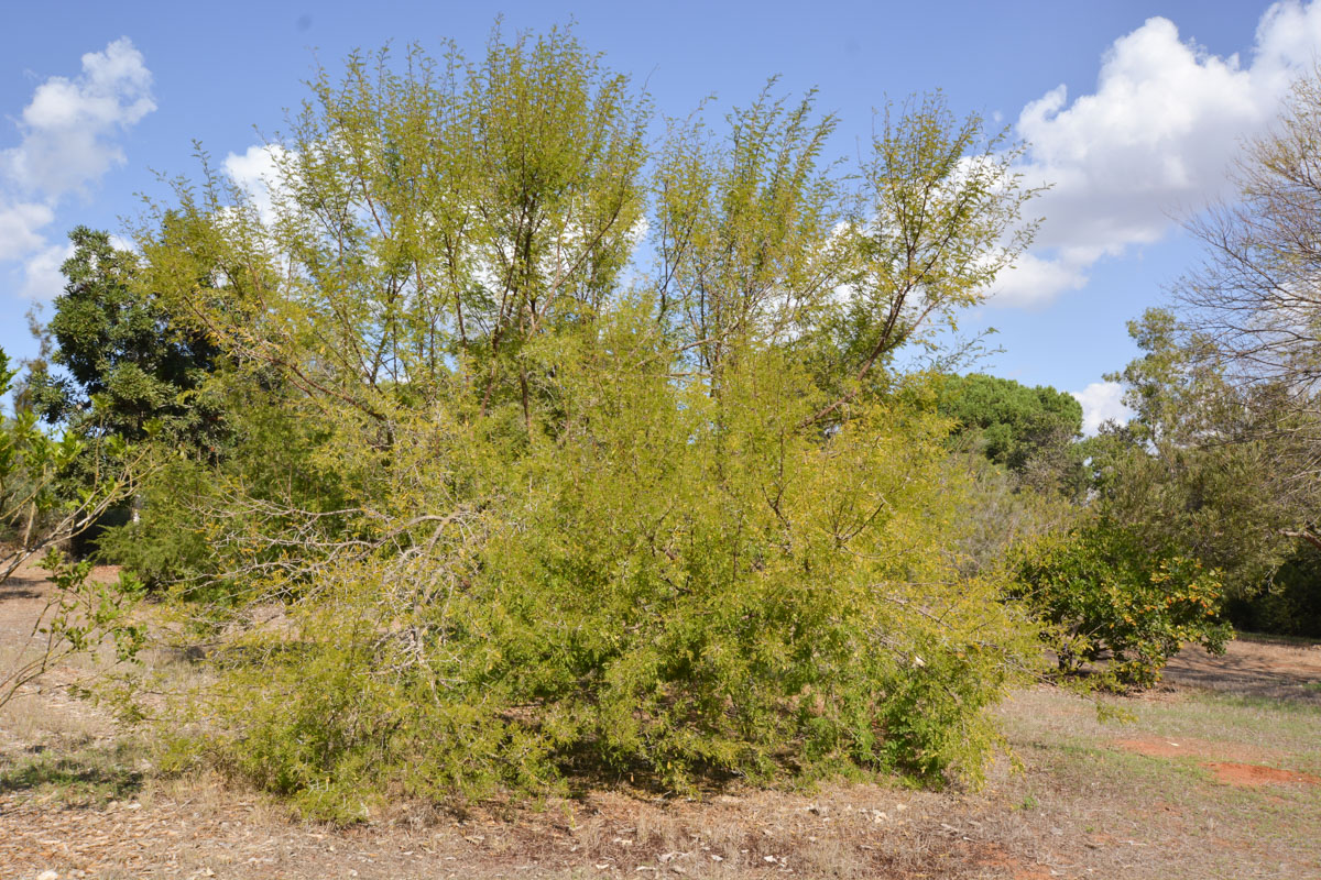 Image of familia Fabaceae specimen.