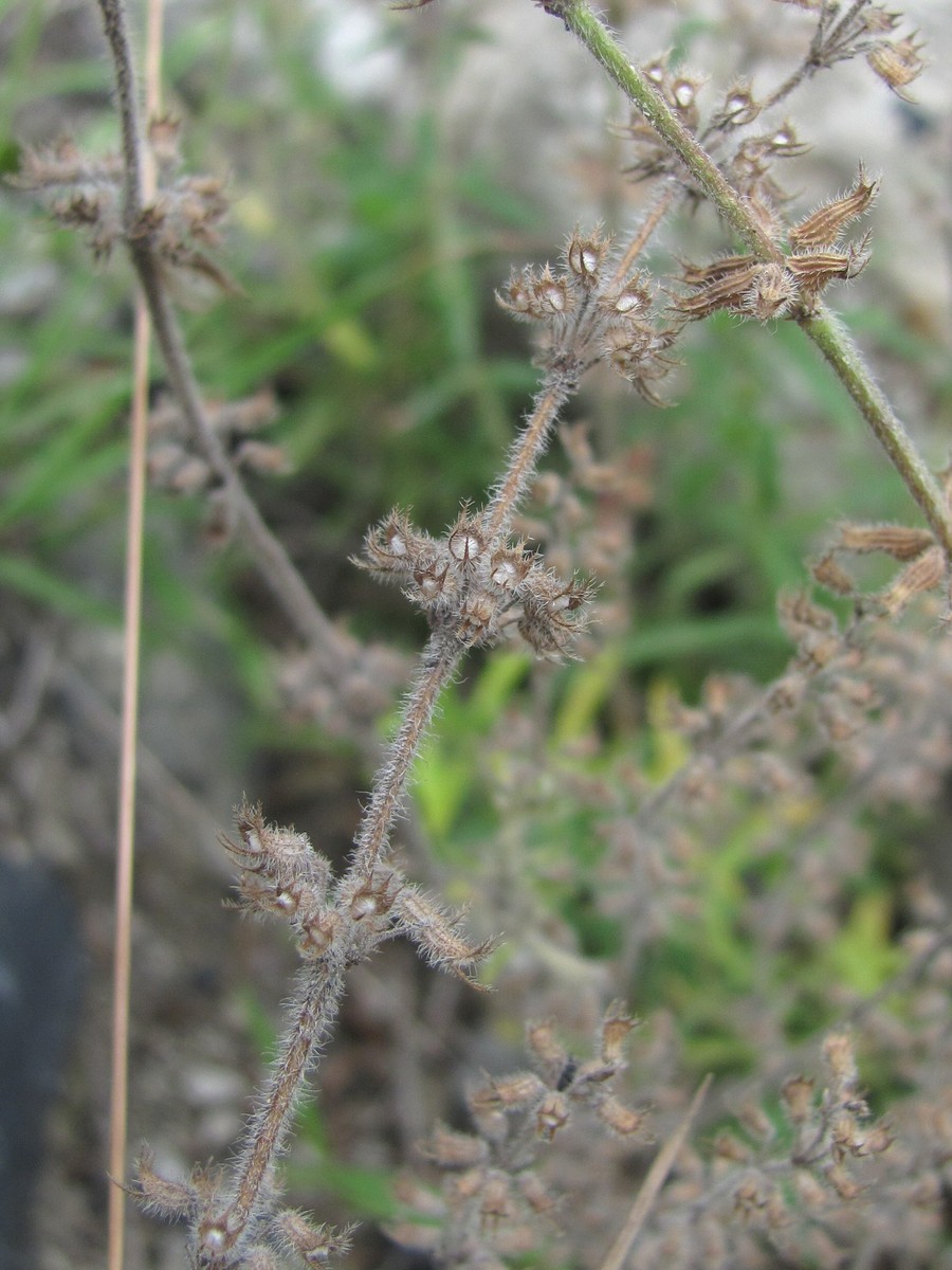 Image of Ziziphora acinos specimen.