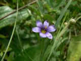 Sisyrinchium septentrionale