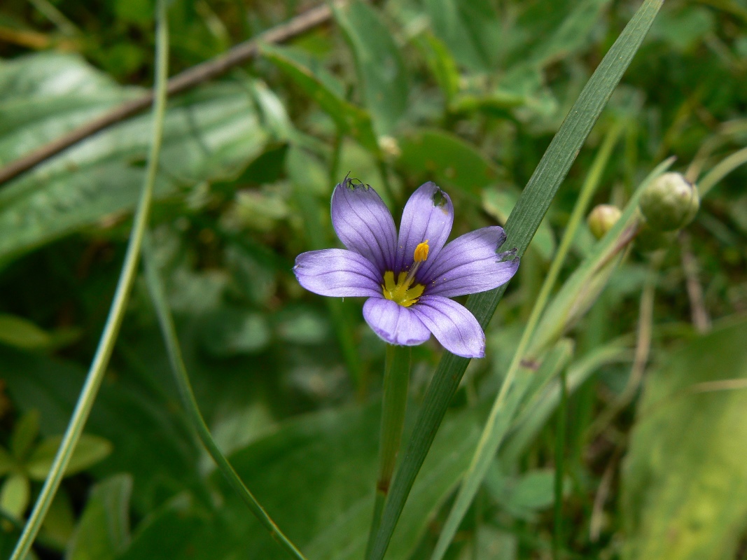 Изображение особи Sisyrinchium septentrionale.