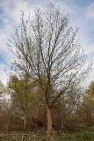 genus Fraxinus. Цветущее дерево. Астраханская обл., Наримановский р-н, окр. пос. Сенной, берег р. Волга. 25.04.2021.