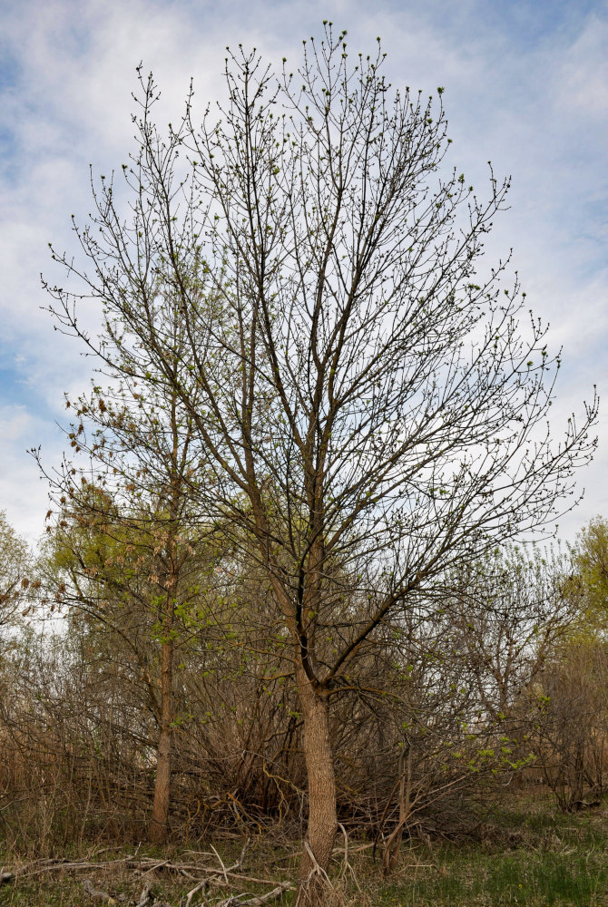 Изображение особи род Fraxinus.