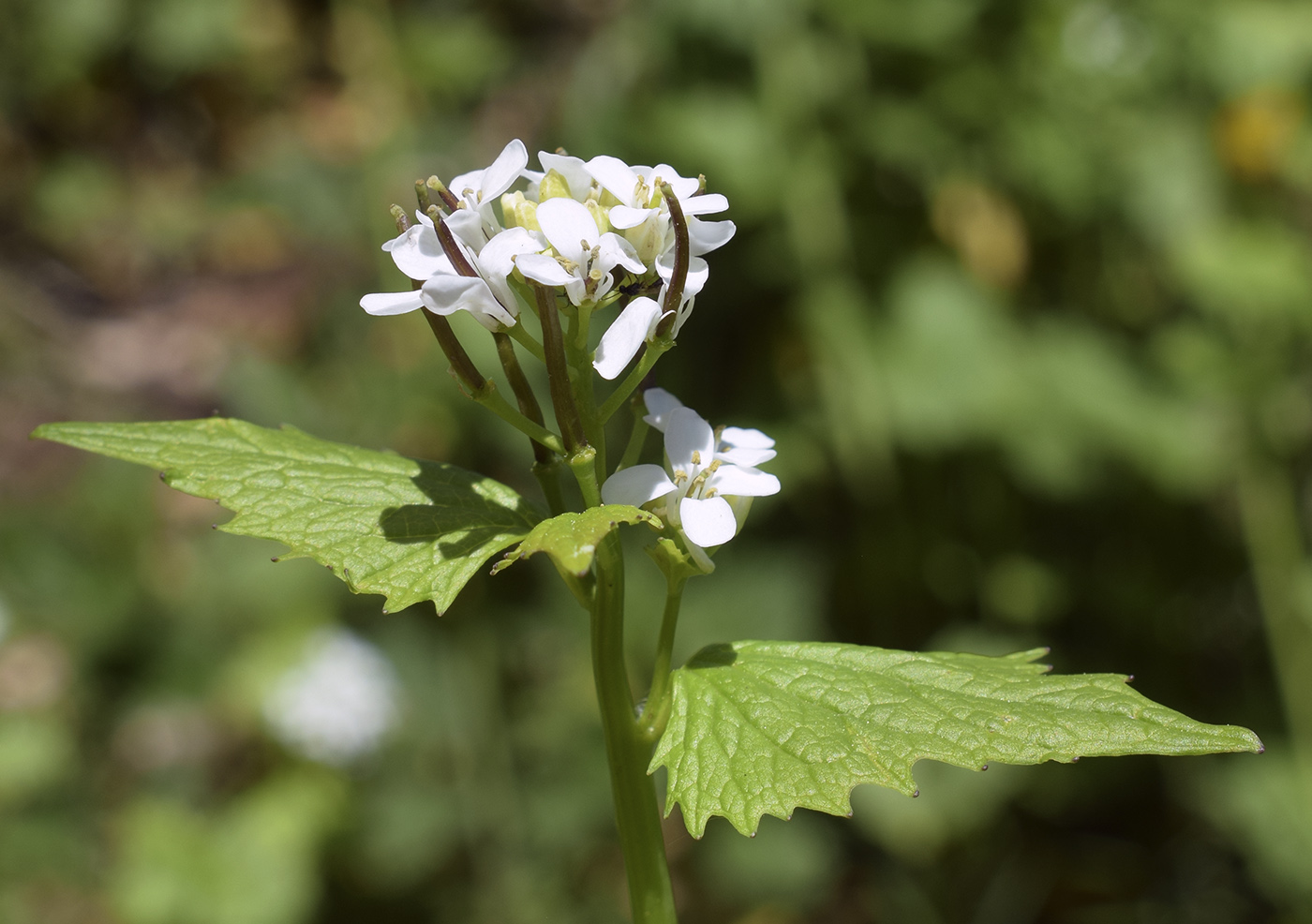 Image of Alliaria petiolata specimen.