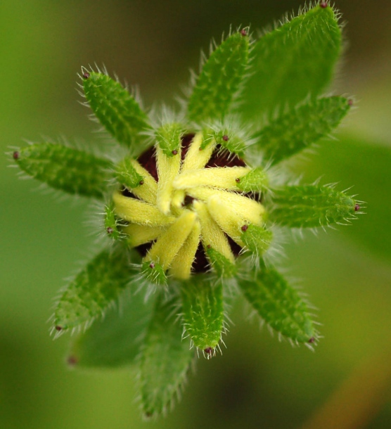 Image of Rudbeckia hirta specimen.