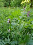 Vicia sepium