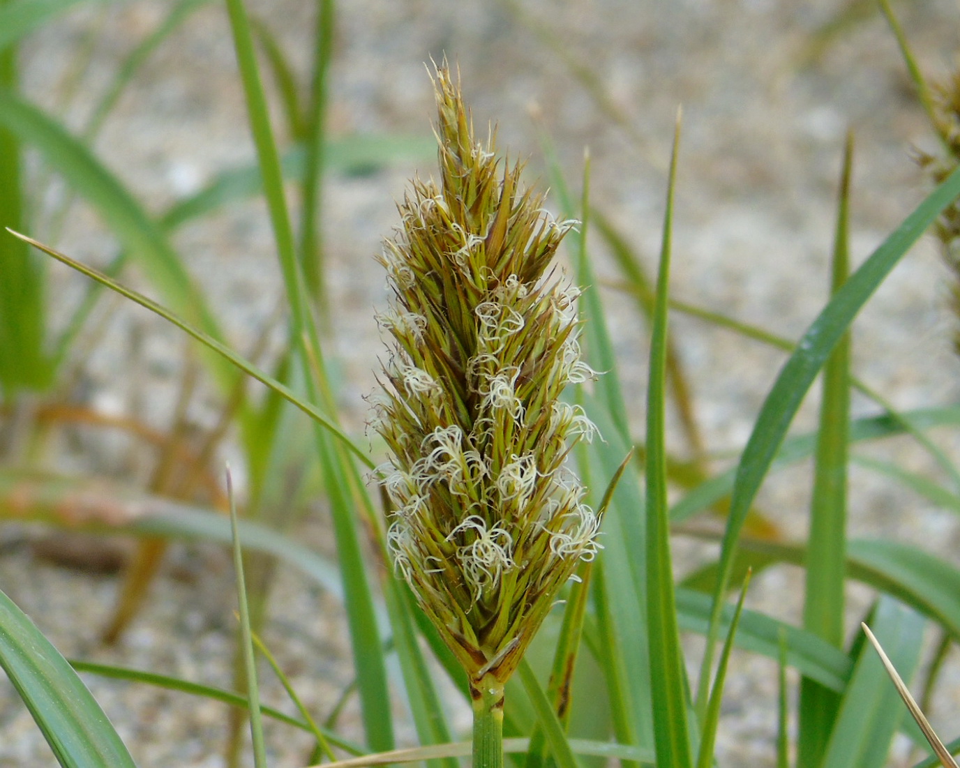 Изображение особи Carex macrocephala.