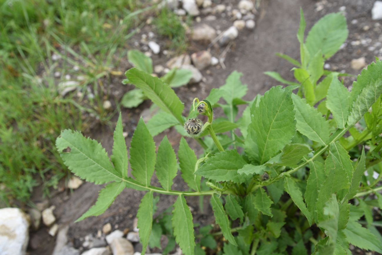 Image of Cephalaria gigantea specimen.