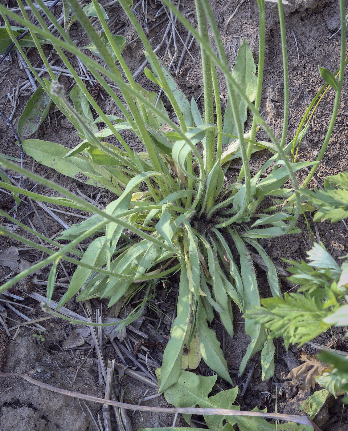 Изображение особи Pilosella procera.