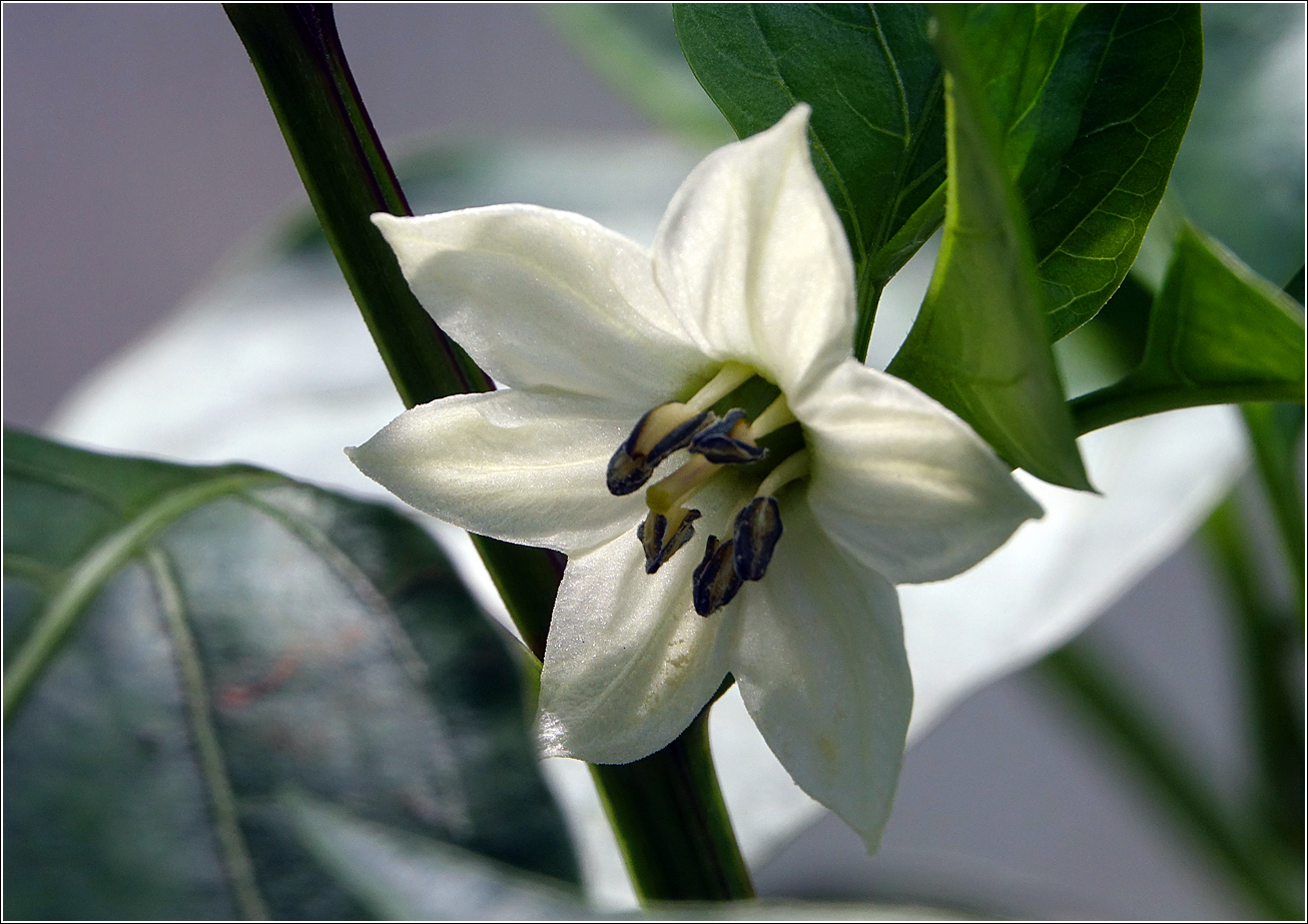 Изображение особи Capsicum annuum.