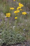 Anthemis marschalliana ssp. pectinata