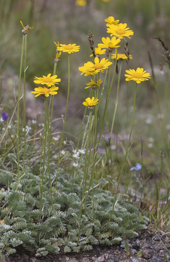 Изображение особи Anthemis marschalliana ssp. pectinata.