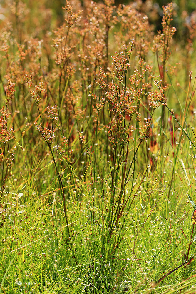 Image of Juncus turczaninowii specimen.