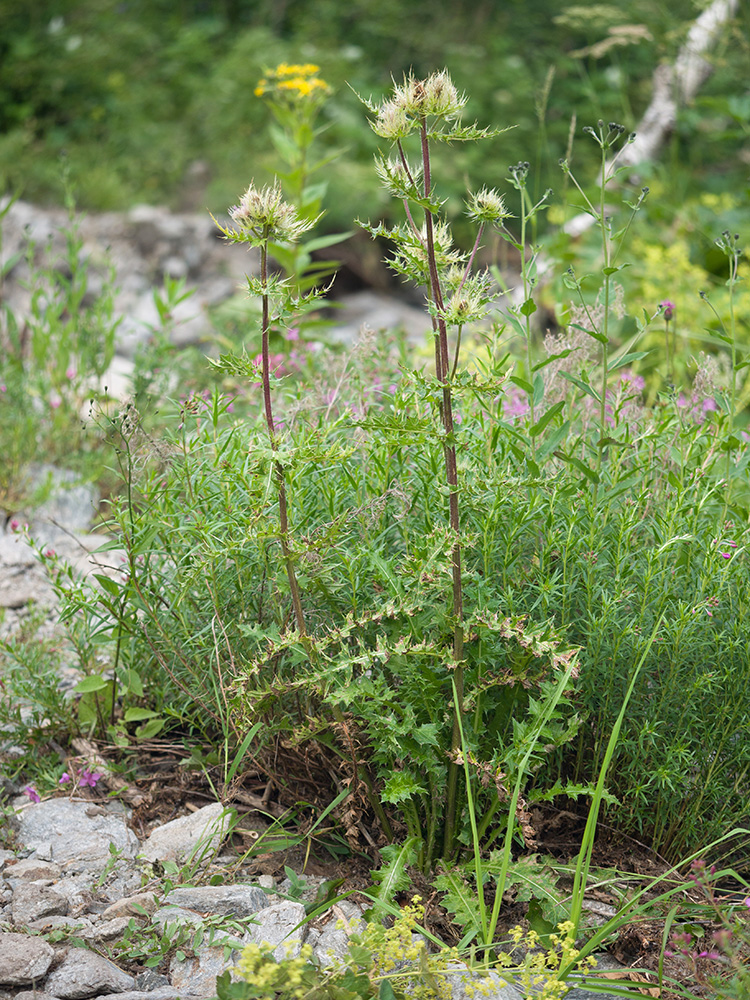 Image of Cirsium obvallatum specimen.