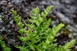 Woodsia ilvensis. Верхушки вай. Красноярский край, Берёзовский р-н, национальный парк \"Красноярские Столбы\", Центральные Столбы, на скале. 05.06.2022.