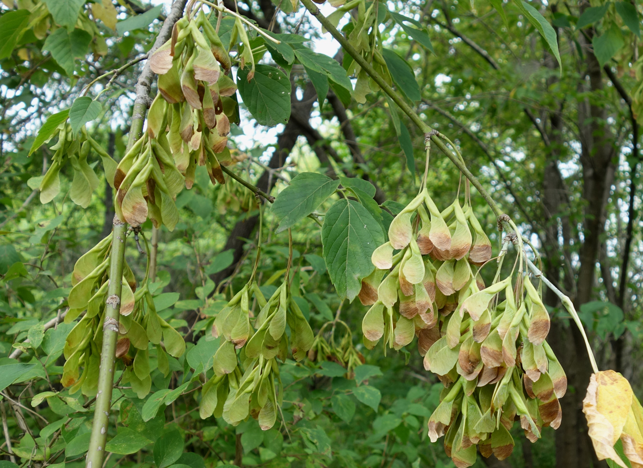 Image of Acer negundo specimen.