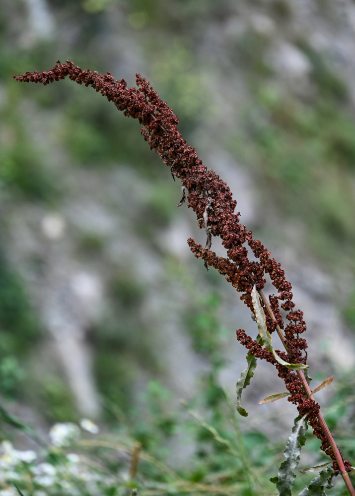 Изображение особи род Rumex.