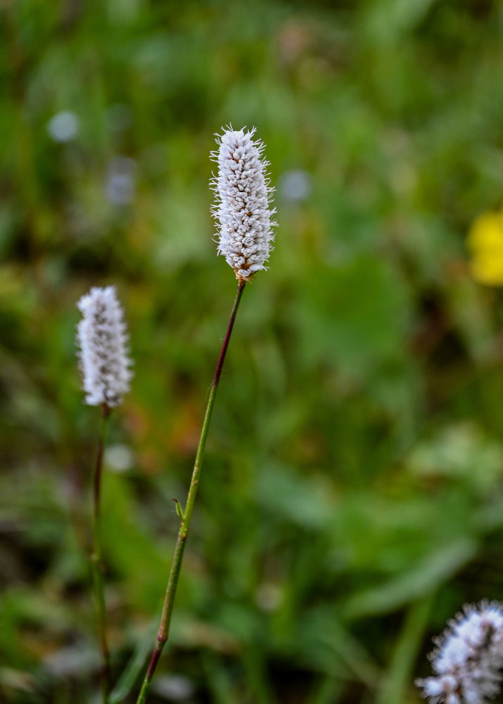 Изображение особи Bistorta elliptica.