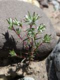 Polygonum molliiforme. Верхушка вегетирующего растения. Таджикистан, Хатлонская обл., Ховалингский р-н, окр. с. Зелолак, низовье р. Обипитоуду (лев. приток р. Яхсу), ур. Саридашт, галечник. 06.06.2018.