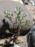 Polygonum molliiforme. Верхушка вегетирующего растения. Таджикистан, Хатлонская обл., Ховалингский р-н, окр. с. Зелолак, низовье р. Обипитоуду (лев. приток р. Яхсу), ур. Саридашт, галечник. 06.06.2018.