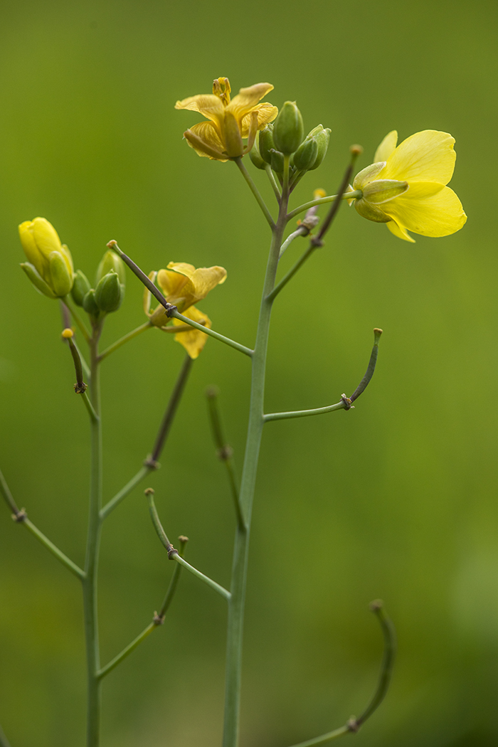 Image of Diplotaxis tenuifolia specimen.