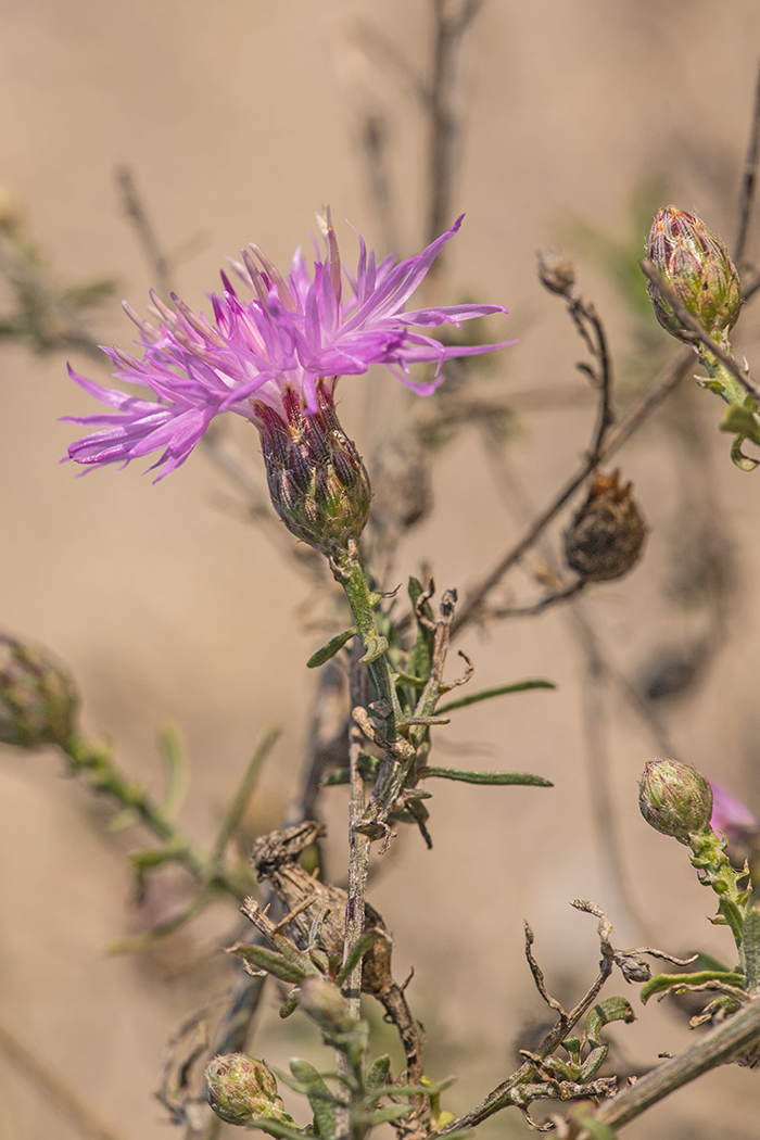 Image of Centaurea majorovii specimen.