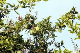 Aegle marmelos. Ветви с плодами. Индия, штат Уттаракханд, округ, Найнитал, Jim Corbett National Park. 02.12.2022.