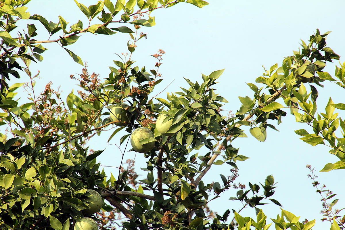 Image of Aegle marmelos specimen.