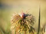 Paeonia tenuifolia. Верхушка молодого побега с бутоном. ДНР, окраина Донецка, склон балки Бирючья, участок целинной степи. 03.04.2020.