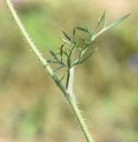 Daucus carota