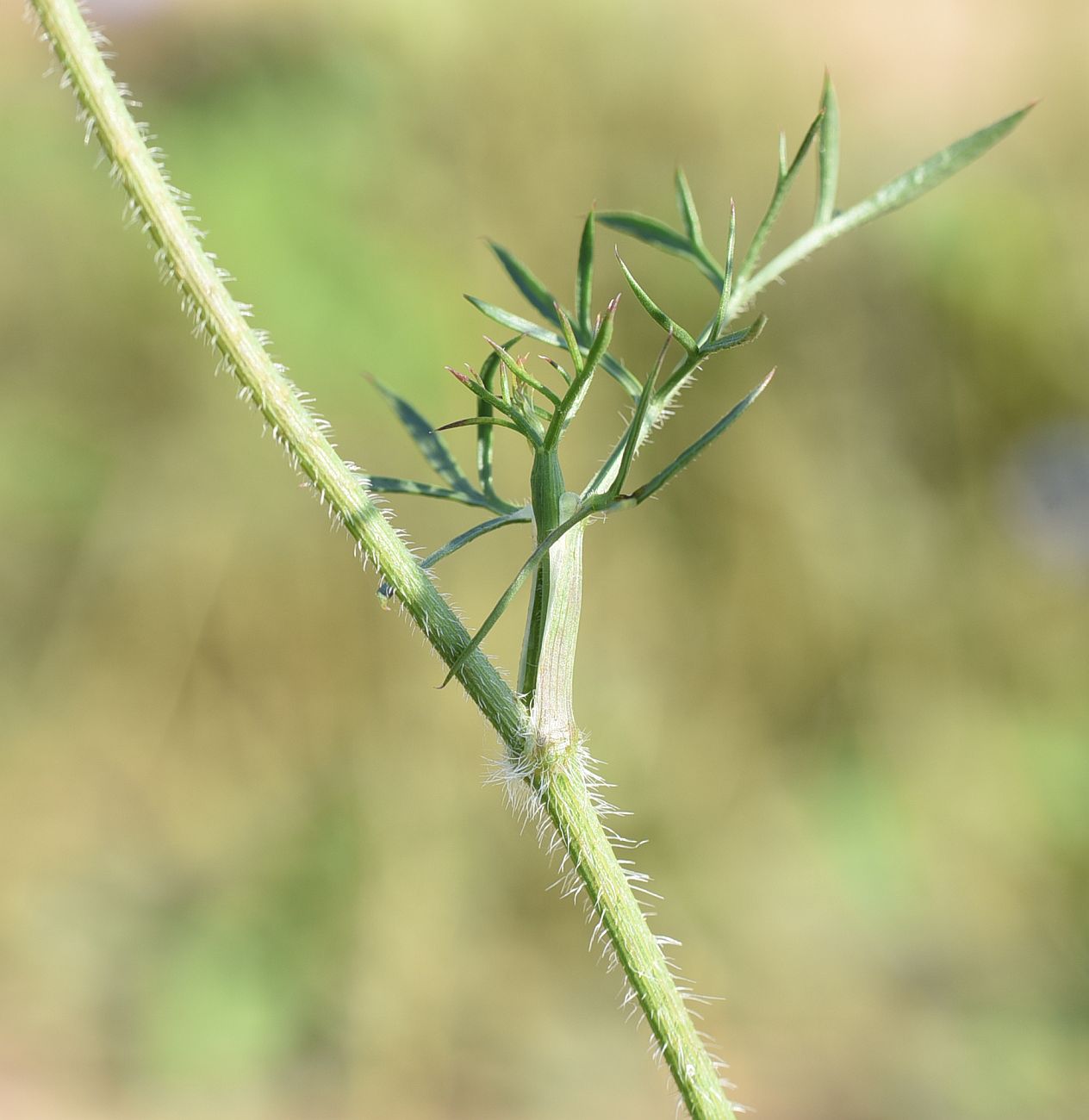 Image of Daucus carota specimen.