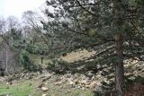 Pinus sylvestris подвид hamata. Часть кроны и ствола взрослого дерева. Дагестан, Гунибский р-н, природный парк \"Верхний Гуниб\", ≈ 1800 м н.у.м., опушка хвойно-лиственного леса. 03.05.2022.