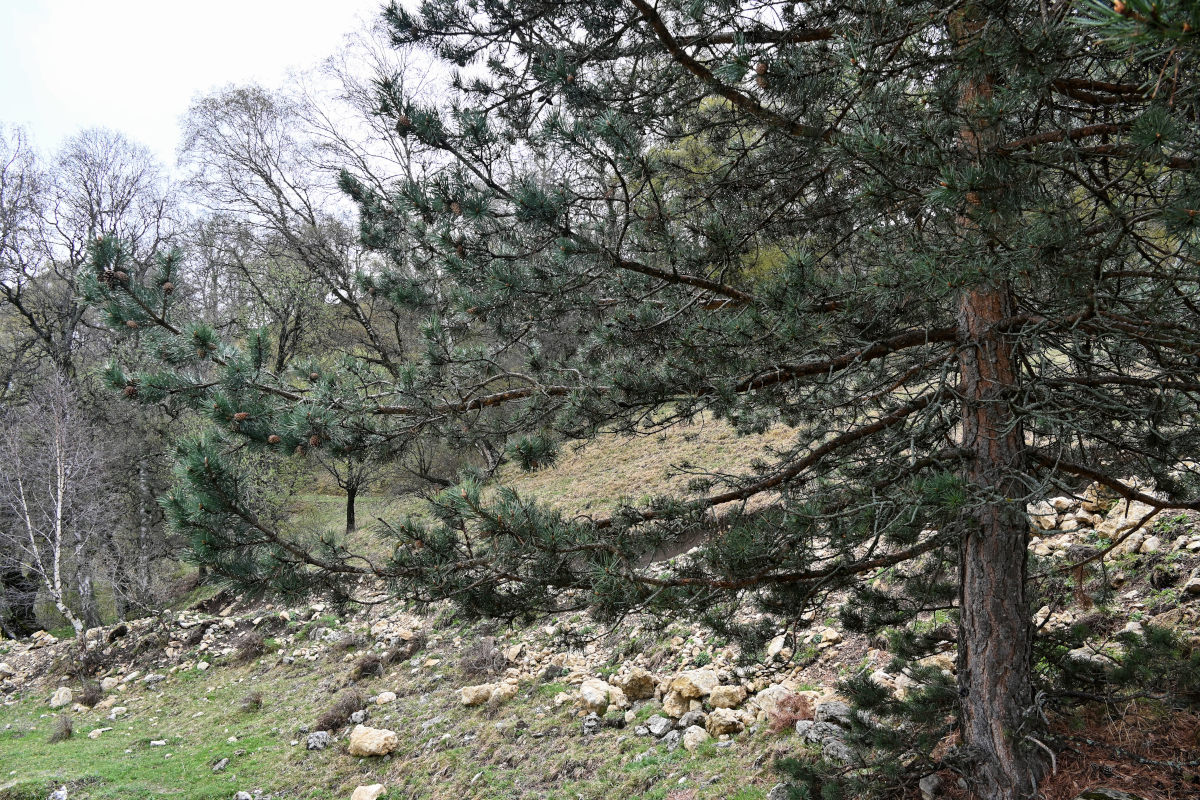 Image of Pinus sylvestris ssp. hamata specimen.