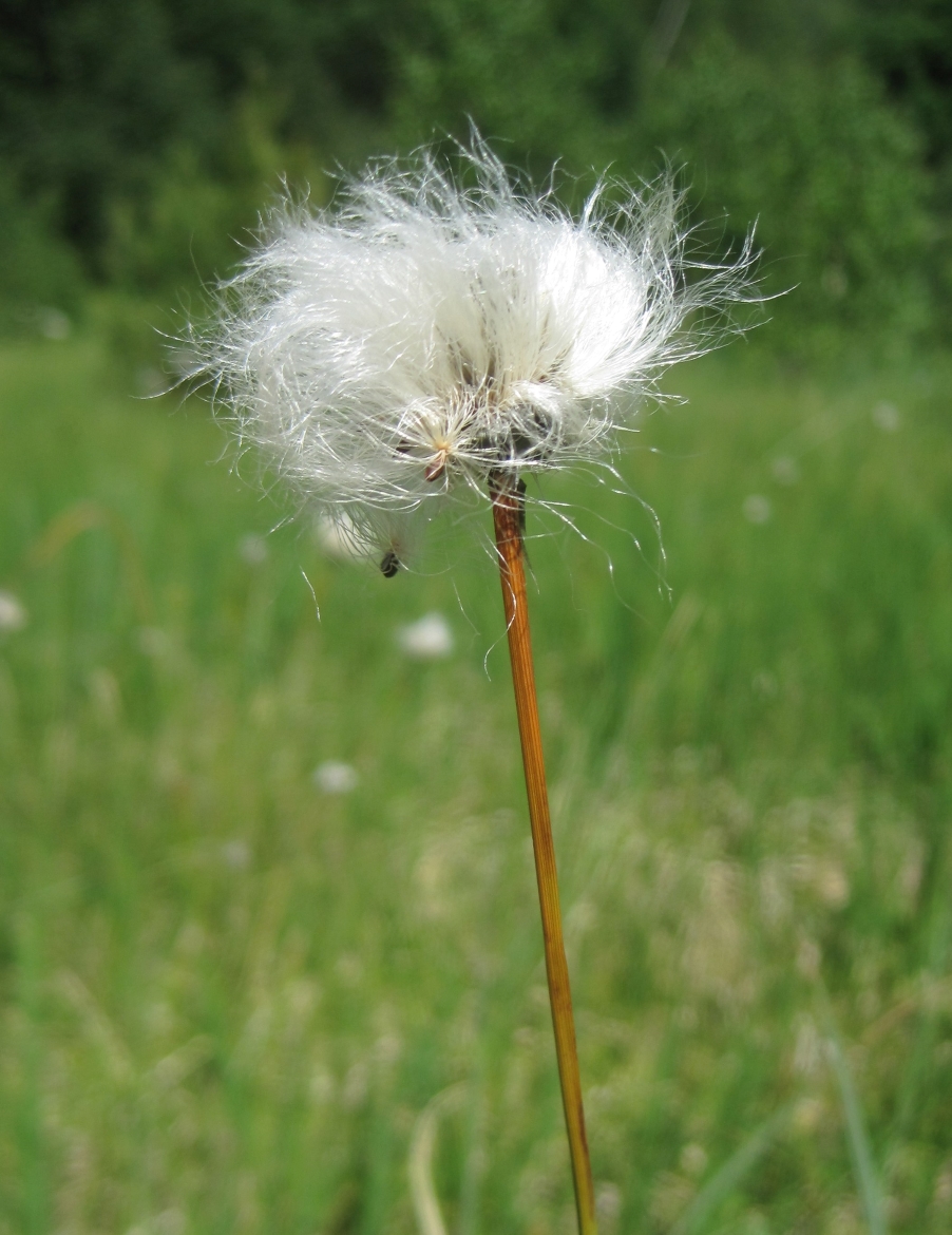Image of Eriophorum vaginatum specimen.